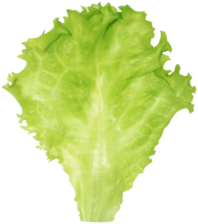 Лист капусты