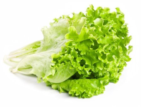 Латук листовой