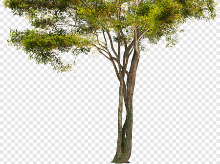 Деревья для фотошопа