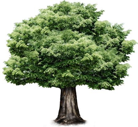 Дерево с зеленой кроной
