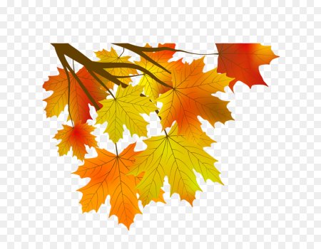 Осенняя листва вектор (50 фото)