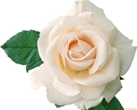 Роуз Уайт роза