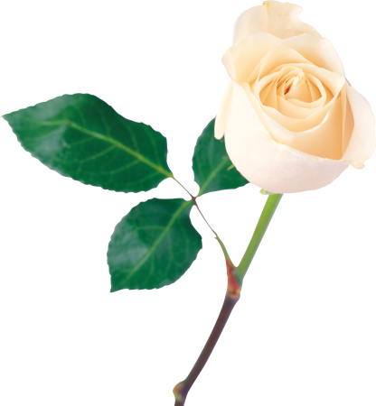 Роза White Bouquet