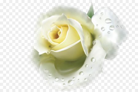 Розы белые вектор (47 фото)