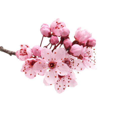 Листья Сакуры