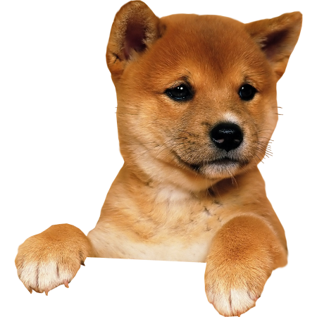 Oh my Pet торговый знак