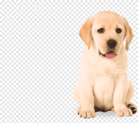 Милые собаки Gyu