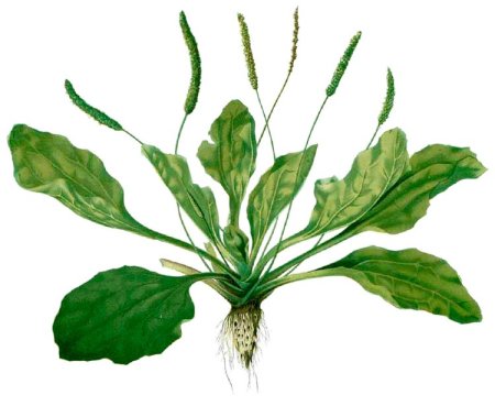 Подорожник ( Plantago Major)