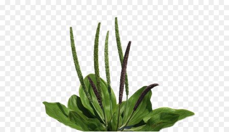 Ribwort Plantain