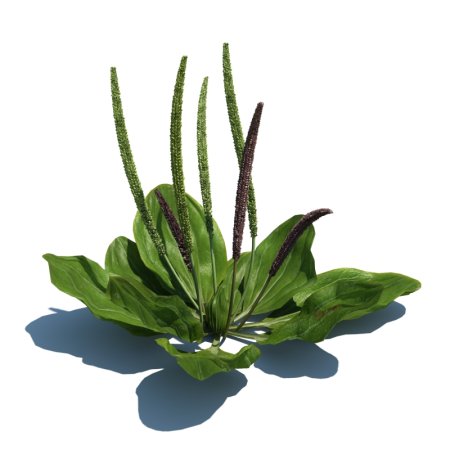 Подорожник (Plantago)
