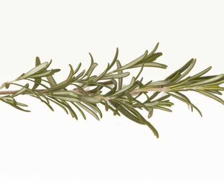 СВГ розмарин