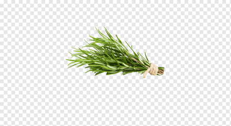 Розмарин Rosmarínus officinális Santa Barbara