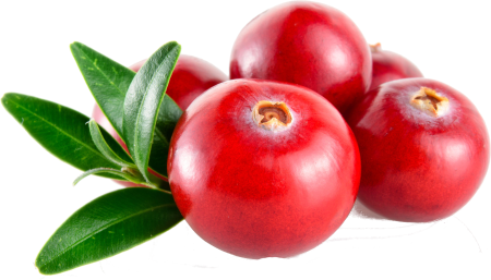 Брусника на белом фоне