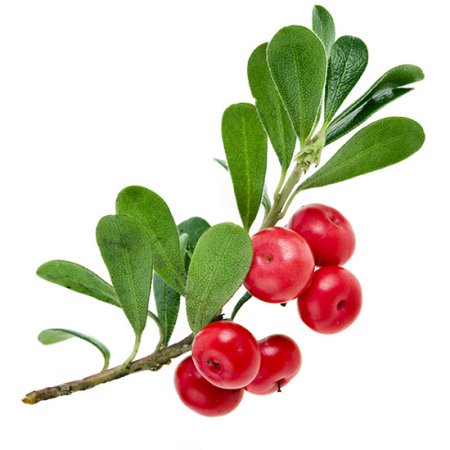 Клюква мультяшная