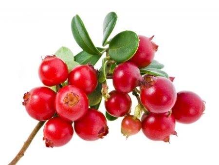 Cowberry брусника