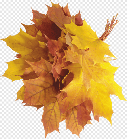 Осенний листик вектор (47 фото)