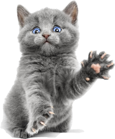 Кот серый