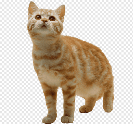Кошка на белом фоне