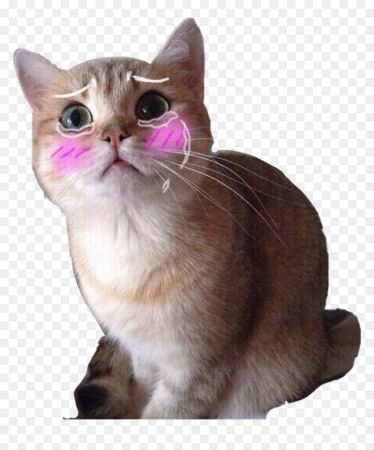 Смешной кот