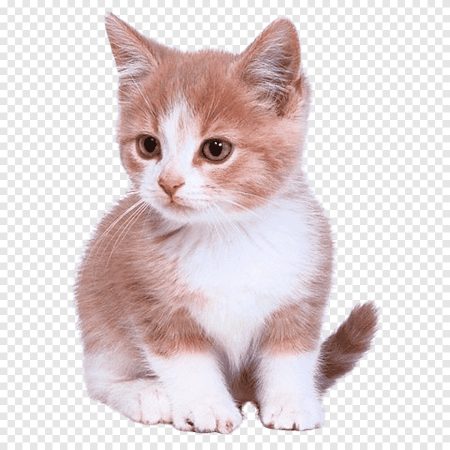 Рыжий кот на белом фоне