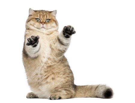 Котенок на белом фоне