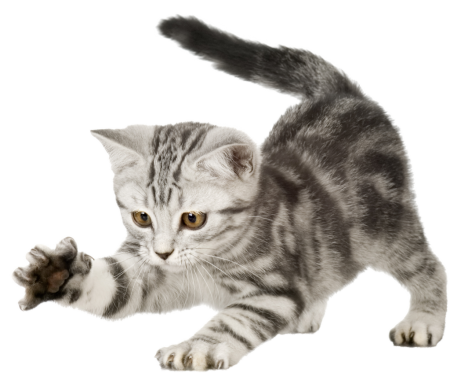 Котенок без фона