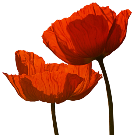 Poppies Martinborough