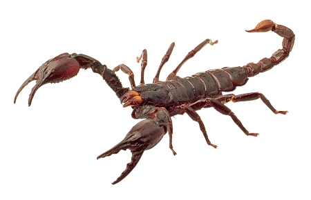 Скорпион мультяшный