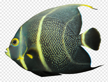 Морские рыбы