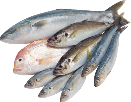 Морские рыбы