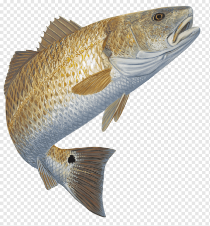 Redfish рыба