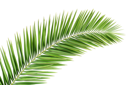 Пальмовые ветви листья Пальма
