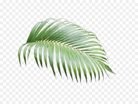 Degradeli Palm Leaf