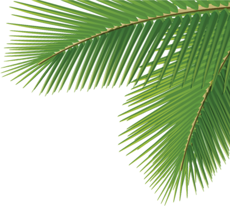 Пальмовые листья вектор (47 фото)