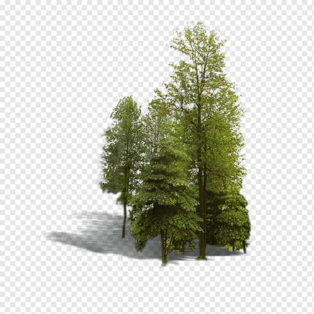 Много деревьев на прозрачном фоне