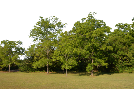 Лес PNG