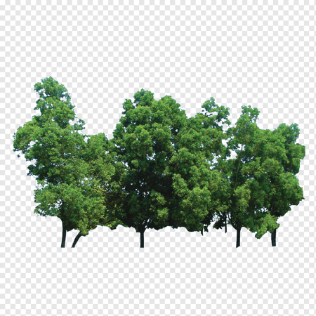 Черный силуэт леса