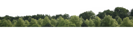 Лес верхушки деревьев