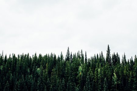 Лес на прозраччноммфоне