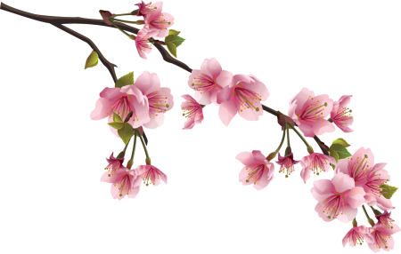 Ветка Сакуры