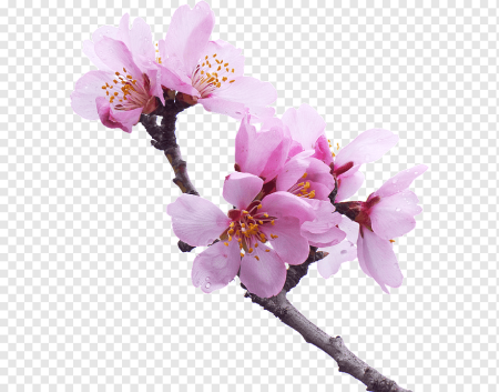 Веточка Сакуры