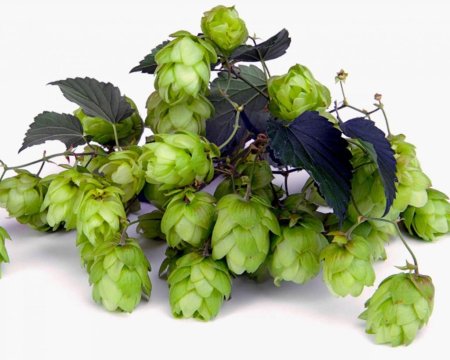 Humulus lupulus 'Saaz'