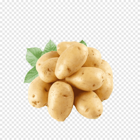 Рассет Бербанк сорт картофеля
