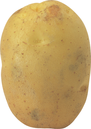 Картофель 'Russet Burbank'