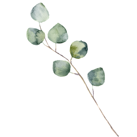 Эвкалипт Бруни