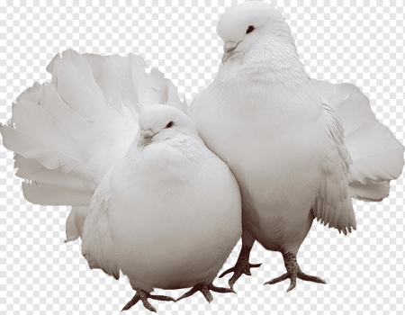 Белый голубь