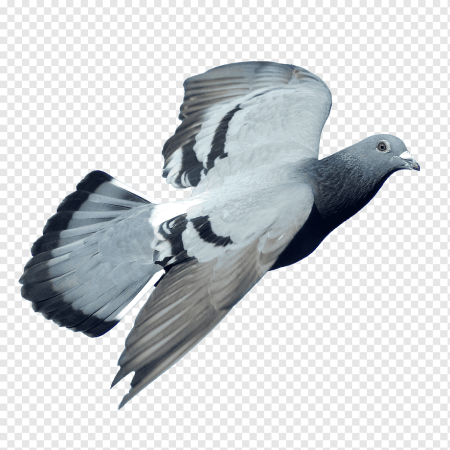 Голуби на прозрачном фоне для фотошопа