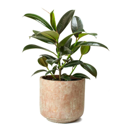 Плакучий инжир растение Ficus benjamina