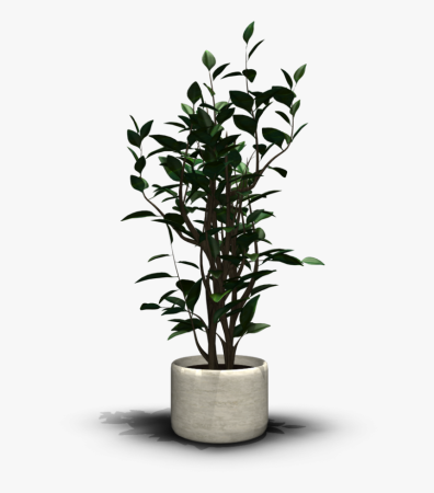 Фикус эластичный (Ficus elastica)