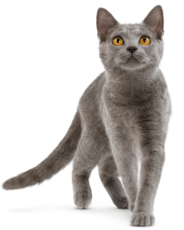 Кошка на прозрачном фоне